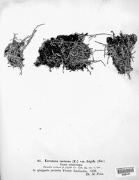 Ochrolechia tartarea image